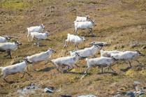 Renas galopam pelos gramados de Ocean Harbour, na Geórgia do Sul